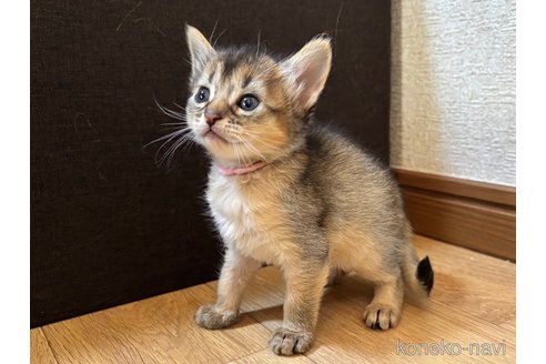 商談中の千葉県のソマリ-112401の4枚目
